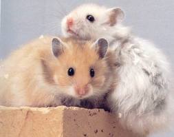 images (21)